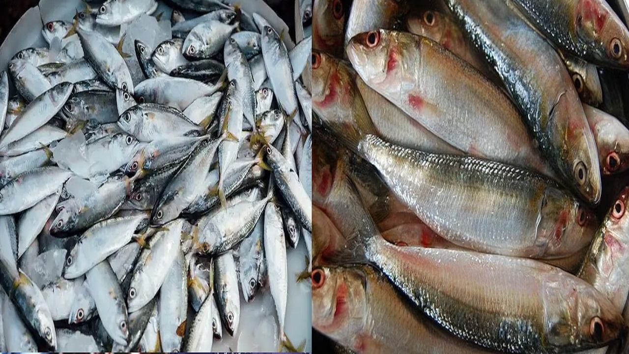 Poisonous Fish: ‘हे’ मासे खात असाल तर सावधान,  शरीरात करतात विषासारखं काम