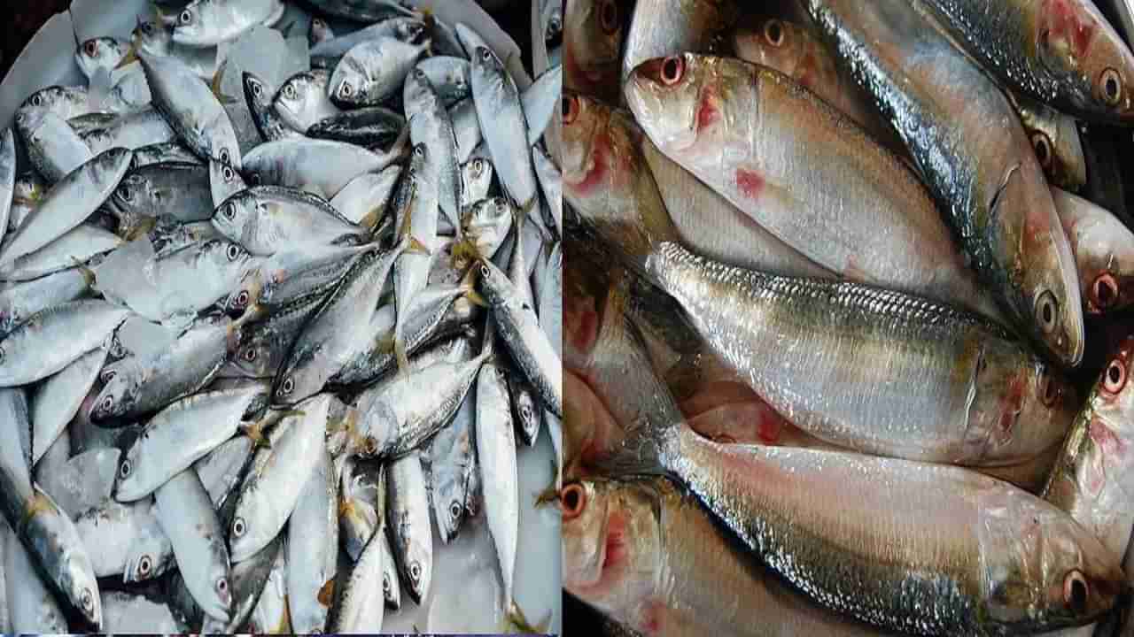 Poisonous Fish: हे मासे खात असाल तर सावधान,  शरीरात करतात विषासारखं काम