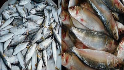 Poisonous Fish: हे मासे खात असाल तर सावधान, शरीरात करतात विषासारखं काम