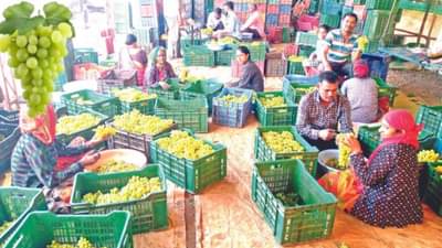 केंद्र सरकारच्या त्या निर्णयामुळे द्राक्ष उत्पादक शेतकरी अडचणीत, भाव झाले निम्मे