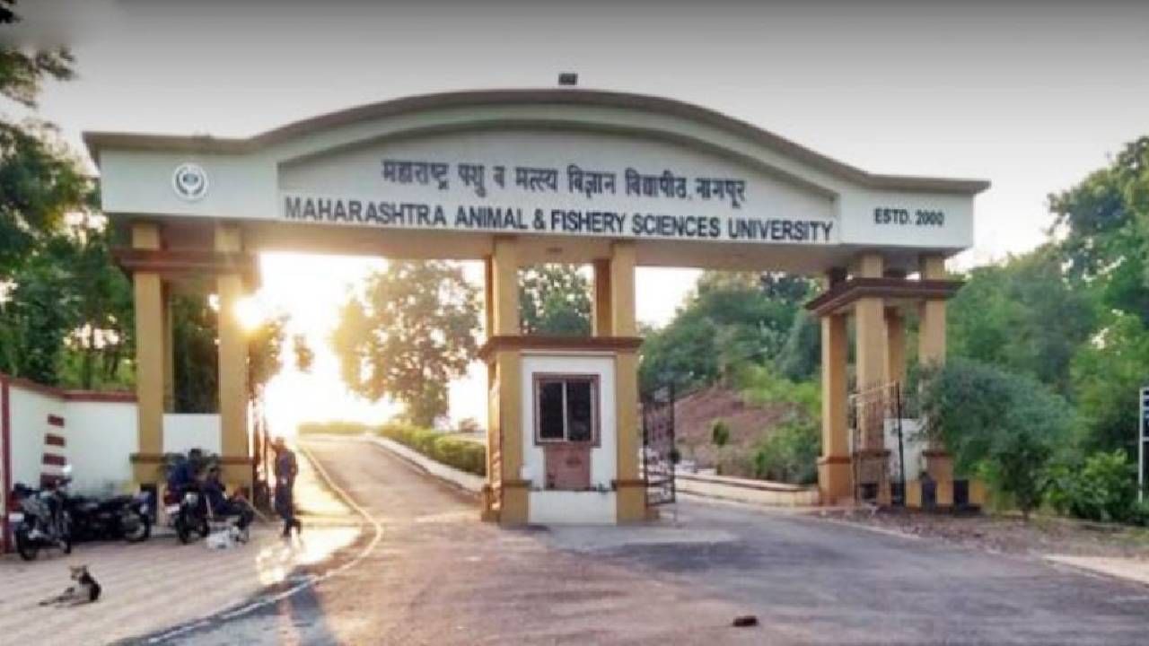 महाराष्ट्र पशू आणि मत्स्य विज्ञान विद्यापीठात नोकरी करण्याची सुवर्णसंधी, लगेचच करा अर्ज