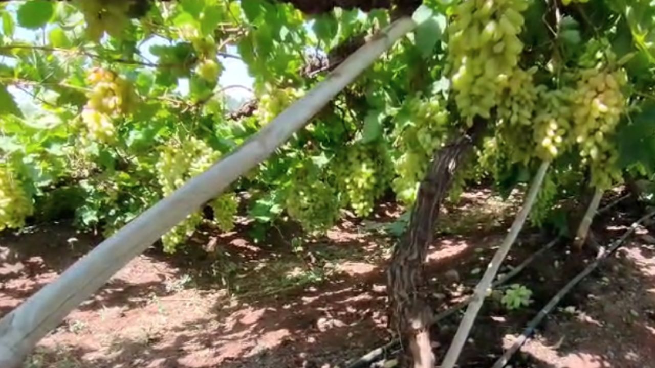 सोलापूरमध्ये द्राक्ष ऐन काढणीला आलेला होता. परंतु द्राक्ष बागेला वादळी वाऱ्याचा मोठा फटका बसला. वादळी वाऱ्यामुळे द्राक्ष उत्पादक शेतकऱ्यांचे लाखोंचे नुकसान झाले आहे. द्राक्ष बाग आडवी झाल्याने शेतकरी हतबल झाले आहेत. 