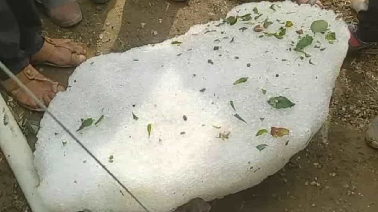 बुलढाणा जिल्ह्यातील देऊळगाव राजा तालुक्याल सीड हब म्हणून ओळख आहे. मात्र वादळी वाऱ्यासह झालेल्या अवकाळी पावसाने आणि गारपिटीने तालुक्यातील अनेक शेतकऱ्यांचे शेडनेट उन्मळून पडली आहेत. पिकांचे कोट्यवधी रुपयाचे नुकसान झाले.