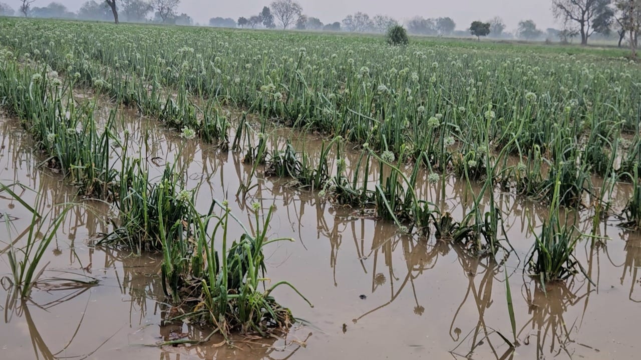 विदर्भात अवकाळी पावसाने शेतकऱ्यांच्या तोंडाचा घास हिरावला आहे. काढणीला आलेला हरभरा पावसात भिजल्याने शेतकऱ्यांचे मोठे नुकसान झाले आहे. वादळी वाऱ्याने गहू जमीनदोस्त झाले आहे. 