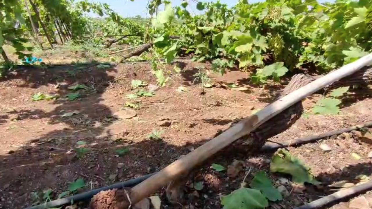 सोलापूर जिल्ह्यास अवकाळी पावसाचा फटका बसला. सोलपूरमधील बार्शीत तालुक्यातील श्रीपत पिंपरीत अचानक आलेल्या वादळी वाऱ्यात द्राक्षबाग भुईसपाट झाल्या. यामुळे शेतकऱ्यांचे 18 ते 20 लाखांचे नुकसान झाले आहे. 