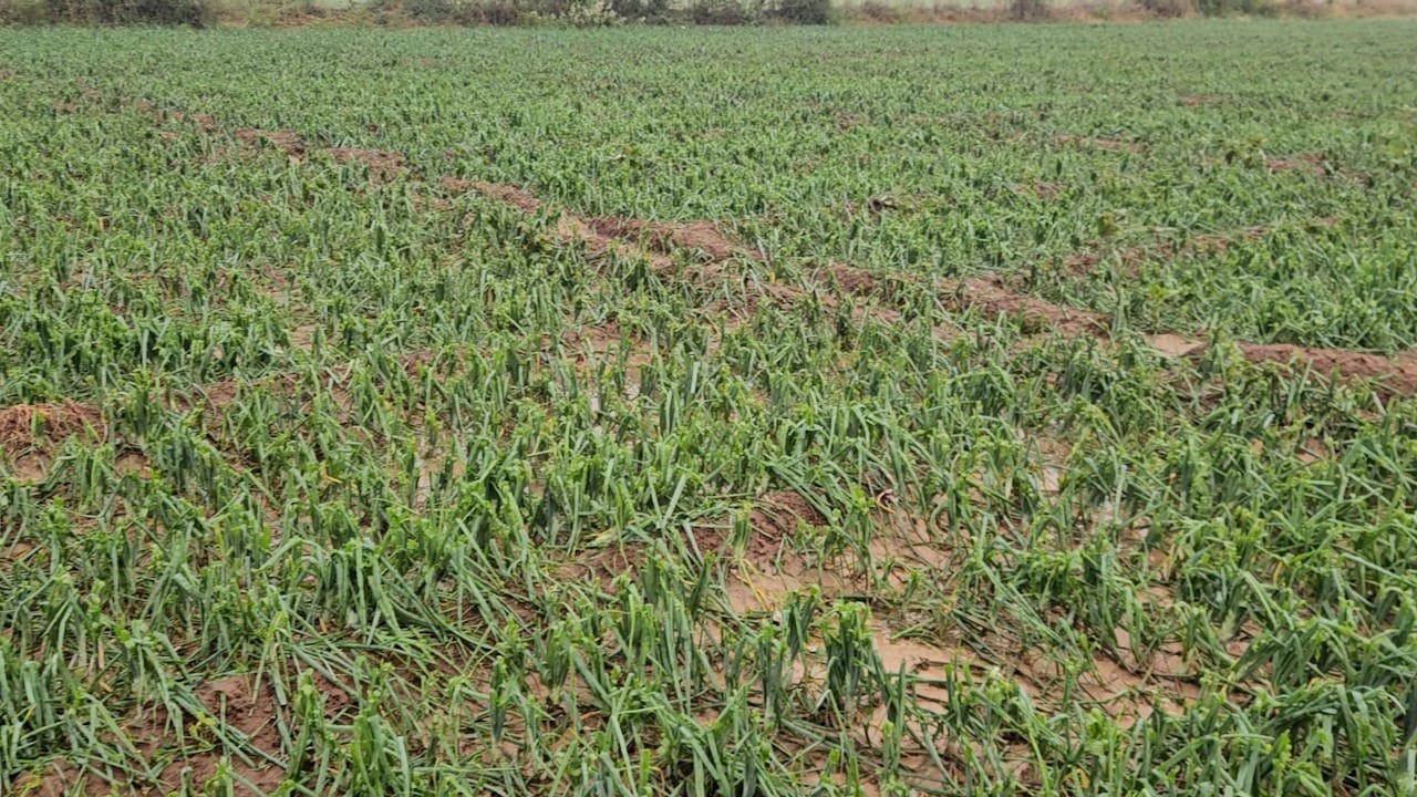 अमरावती जिल्ह्यात  चांदूरबाजार,अंजनगाव सुर्जी, चांदुर रेल्वे, दर्यापूर तालुक्यात हरभरा,गहू, तूर ,कापूस पिकांचे मोठे नुकसान झाले आहे. यामुळे शेतकऱ्यांच्या डोळ्यात अश्रू आले आहे.