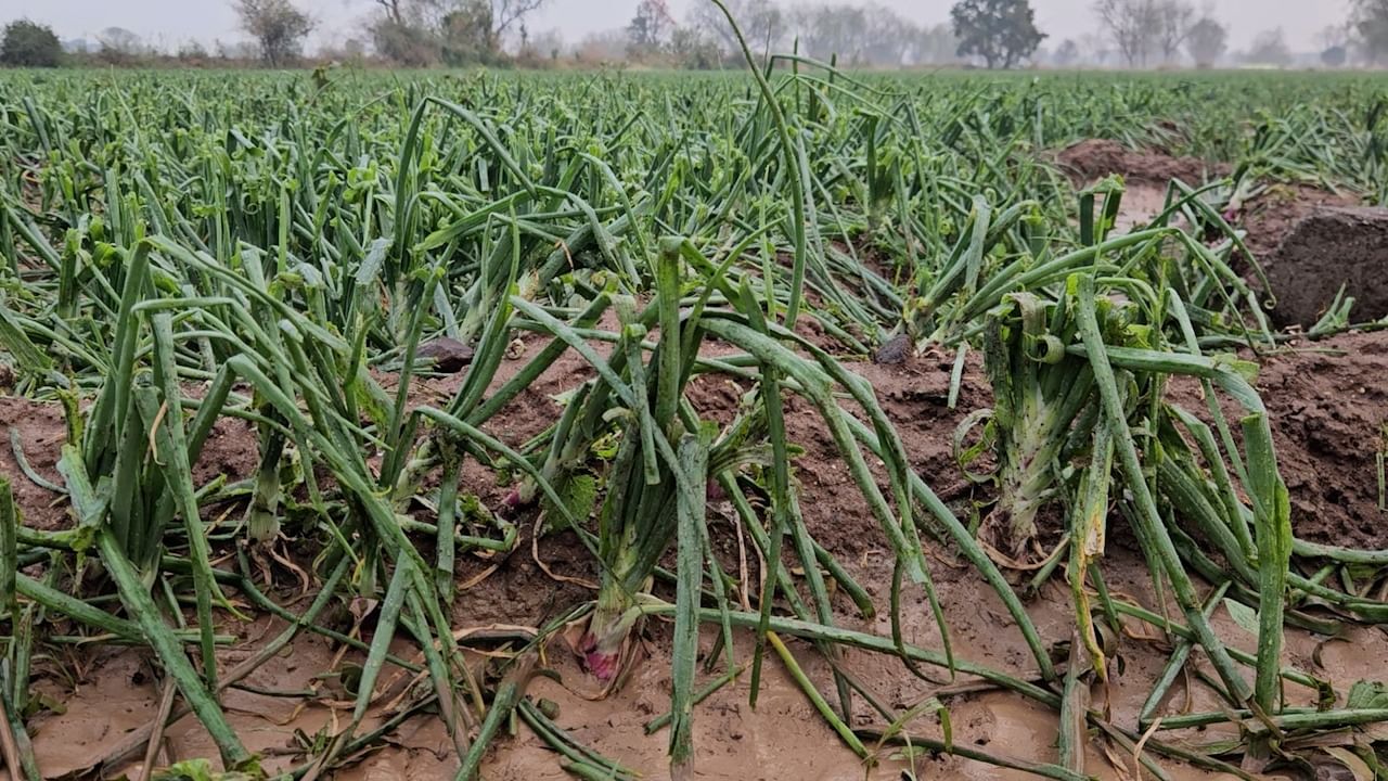 बुलढाणा जिल्ह्यात पुन्हा एकदा अवकाळी पाऊस, गारपीट आणि वादळामुळे शेतकऱ्यांच्या पिकांचे प्रचंड नुकसान झाले आहे. गेल्या दोन महिन्यांपूर्वी जिल्ह्यात अनेक ठिकाणी गारपीट  आणि अवकाळी पाऊस झाला होता. त्यावेळी सुद्धा प्रचंड नुकसान झाले होते. 