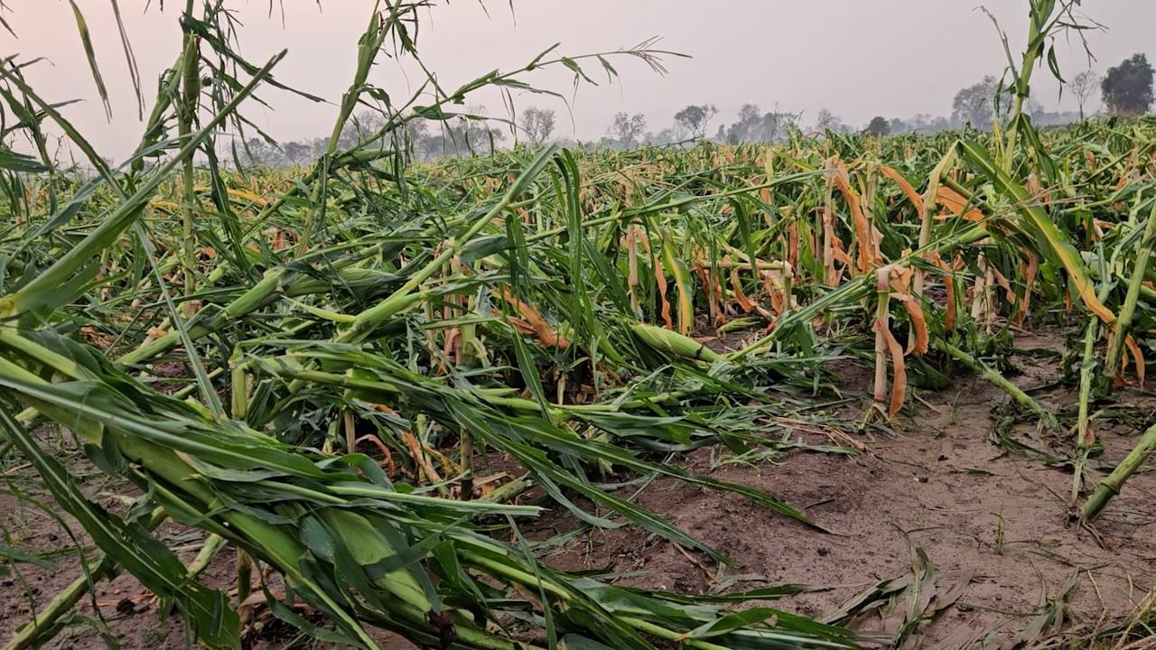 जळगाव जिल्ह्यातील चाळीसगाव तालुक्याला वादळी वाऱ्यासह गारपिटीचा फटका बसला. विजांच्या कडकडाटासह अवकाळी पावसाला सुरुवात झाली. तालुक्यातील ग्रामीण भागात मोठ्या प्रमाणावर गारपीट देखील झाली आहे. 