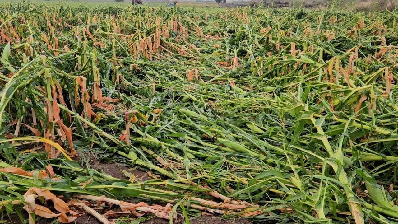 राज्यात अनेक ठिकाणी अचानक झालेल्या वादळी वाऱ्यासह पाऊस आणि गारपिटीमुळे नागरिकांची उडाली तारांबळ उडाली. एकीकडे यंदा कमी पाऊस झाल्यामुळे दुष्काळाचे संकट असताना झालेल्या गारपिटीमुळे कांदा पिकासह इतर शेती पिकांना मोठा फटका बसला आहे. 