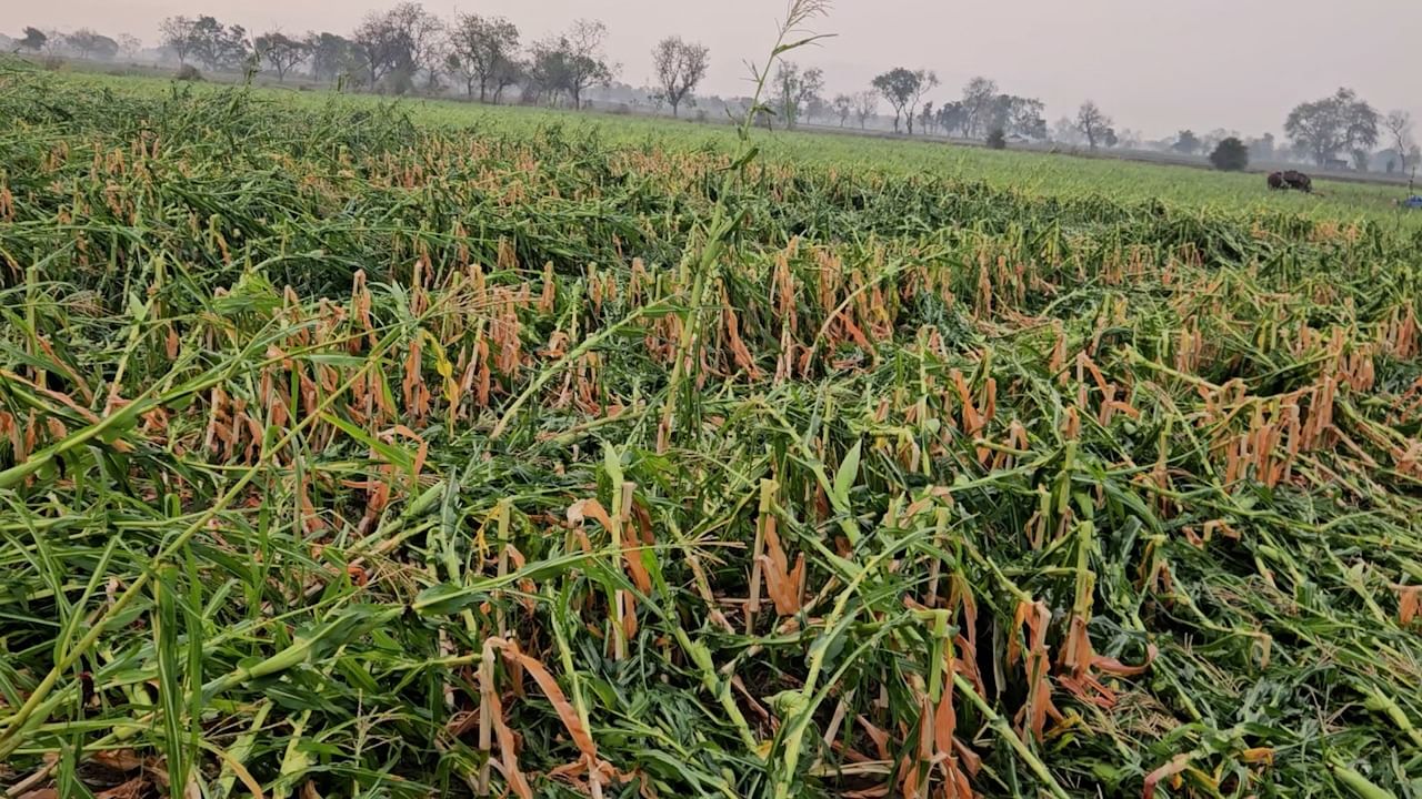 जळगाव तालुक्यात अमळनेर तालुक्यात वादळी वाऱ्यासह मुसळदार पाऊस तसेच अवकाळी पावसाने जोरदार हजेरी लावली. अमळनेर तालुक्यात सडावण, दहीवद, नगाव, गळखांब, पातोंदा, सावखेडा या गावांमध्ये मुसळधार पावसासह गारपीट झाली.