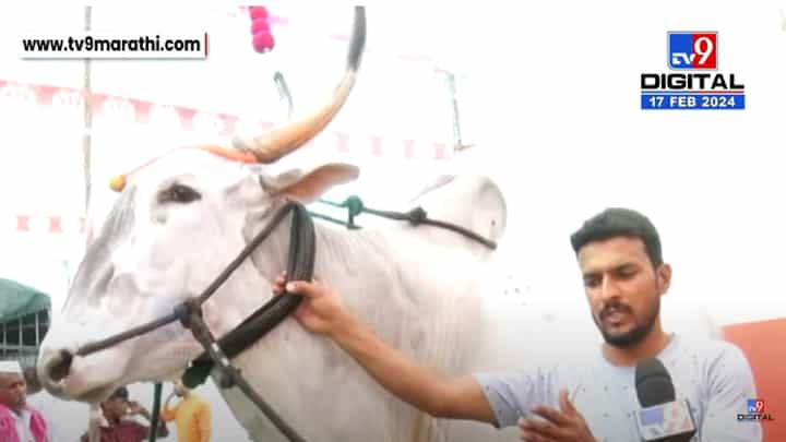 च्यामारी... बैल हाय की पैलवान? धान्य, शेंगपेंड अन् रोज 15 अंड्याचा खुराक... कृषी प्रदर्शनात हंबरणाऱ्या 'सोन्या'चीच चर्चा च्यामारी... बैल हाय की पैलवान? धान्य, शेंगपेंड अन् रोज 15 अंड्याचा खुराक... कृषी प्रदर्शनात हंबरणाऱ्या 'सोन्या'चीच चर्चा