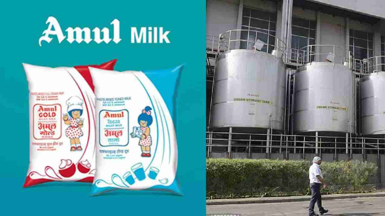 अमूल दूध पियेगा अब अमेरिका... भारतीय कंपनीची मोठी घोषणा