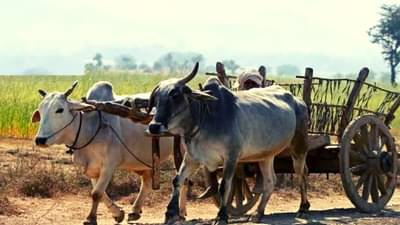गुरांसाठी चारा आणायला गेला, माघारी त्याचा मृतदेह आला, जळगावमधील शेतकरी पुत्रासोबत दुर्देवी घटना