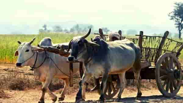 गुरांसाठी चारा आणायला गेला, माघारी त्याचा मृतदेह आला, जळगावमधील शेतकरी पुत्रासोबत दुर्देवी घटना
