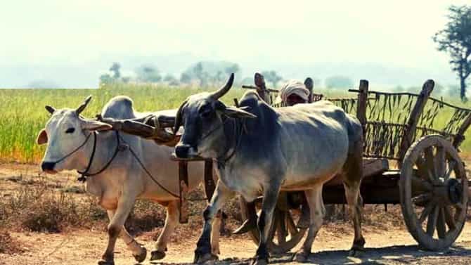 गुरांसाठी चारा आणायला गेला, माघारी त्याचा मृतदेह आला, जळगावमधील शेतकरी पुत्रासोबत दुर्देवी घटना