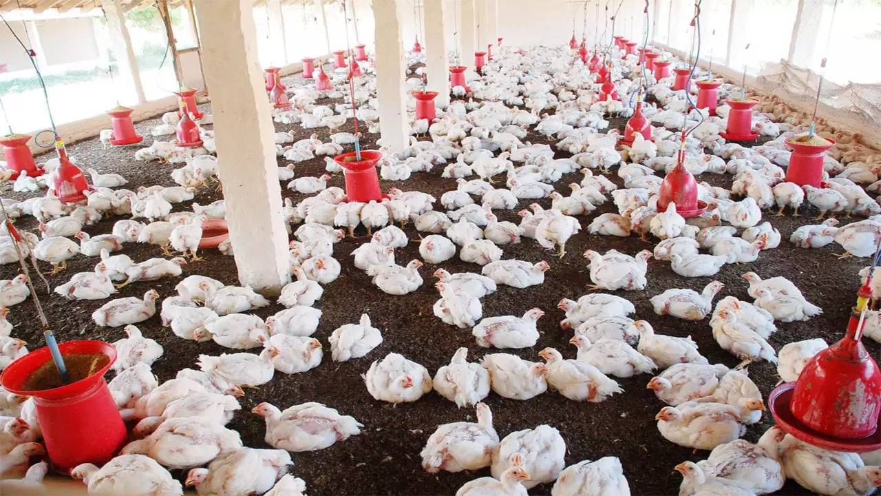महाराष्ट्र सरकारने एका रात्रीत 8500 कोंबड्या आणि 16 हजार अंडी नष्ट का केली, मोठं कारण समोर