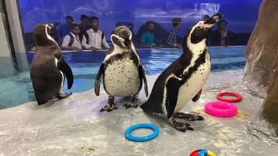 राणी बागेतील पेंग्विनची फॅमिली वाढली, आता घराचा विस्तार होणार, पाहा काय आहे योजना ?