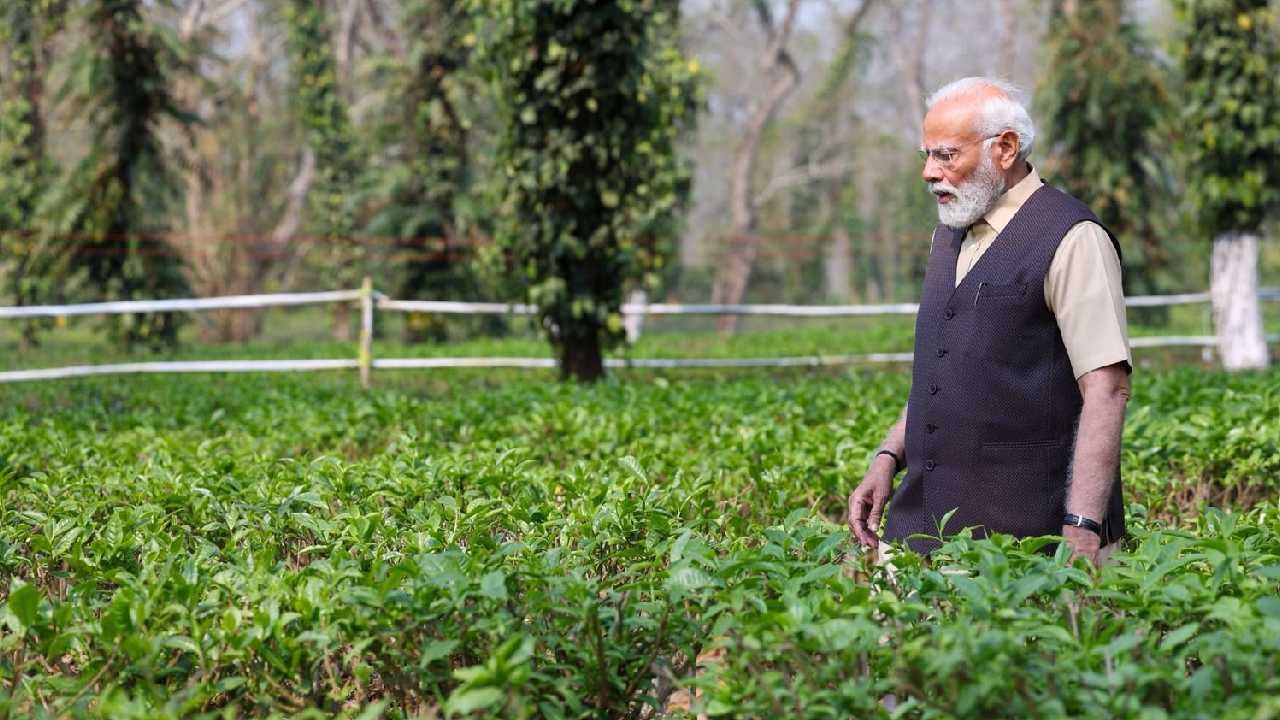 आसाममधील चहाच्या मळ्यांनाही पंतप्रधान नरेंद्र मोदी यांनी भेट दिली. चहाचा मळा कसा पिकवला जातो? त्याची निगा कशी राखली जाते? याबाबत पंतप्रधानांनी माहिती घेतली. 