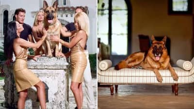 आयुष्य असं हवं, काय कमी आहे या कुत्र्याकडे? संपत्ती ऐकून व्हाल थक्क