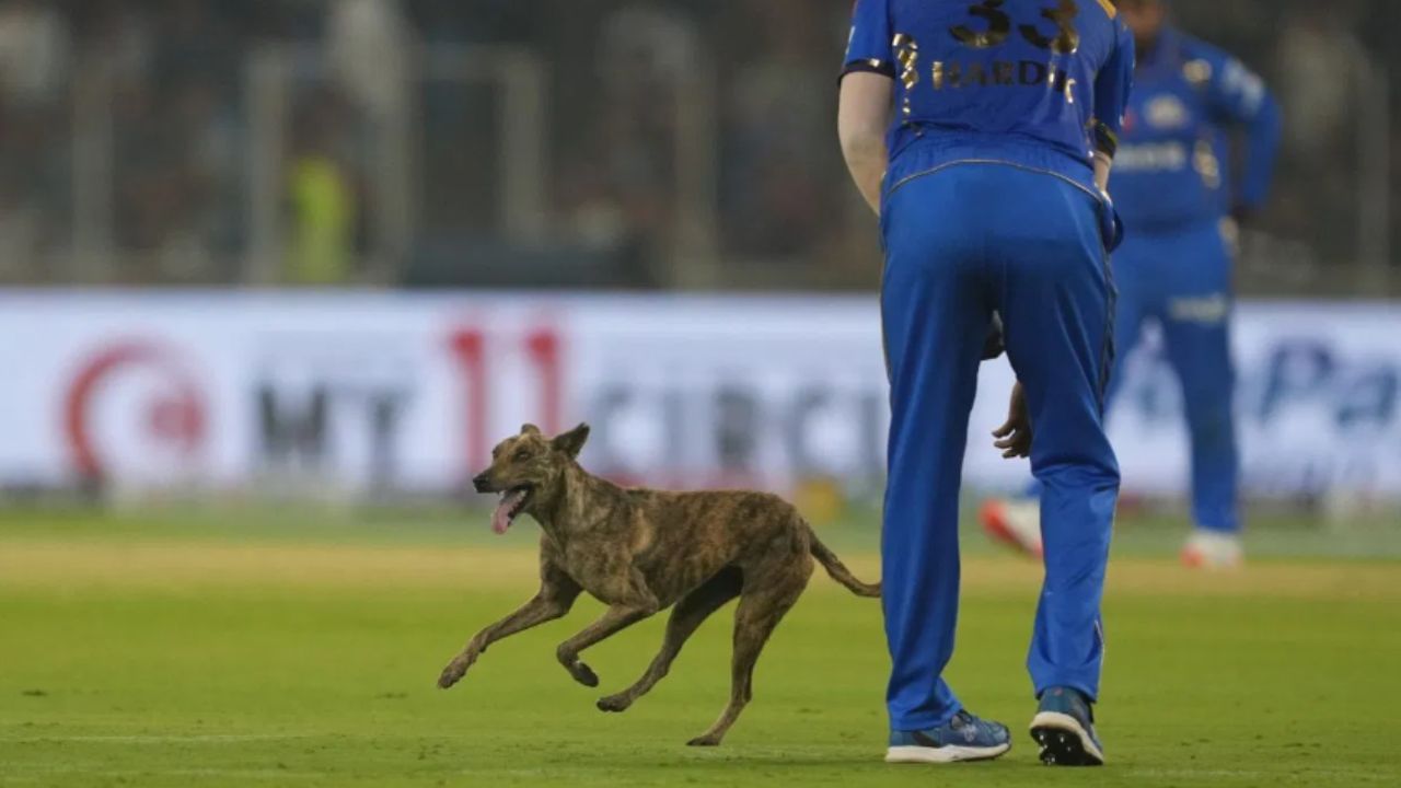 MI vs GT | कुत्र्याची एन्ट्री, मुंबई-गुजरातचा सामना थांबला, हार्दिक पंड्या जे केले त्यामुळे स्टेडियमध्ये हास्याची लहर Video