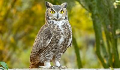 घुबड दिसणे शुभ की अशुभ? रात्रीच्या वेळी दिसल्यास काय असते संकेत