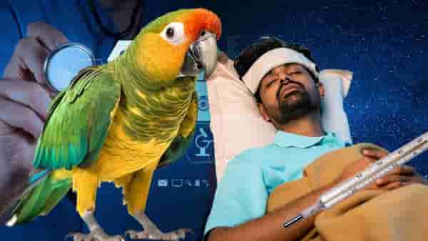 Parrot Fever | जगात नव्या पोपट तापाची साथ, 5 जणांचा मृत्यू, काय आहेत आजाराची लक्षणे?