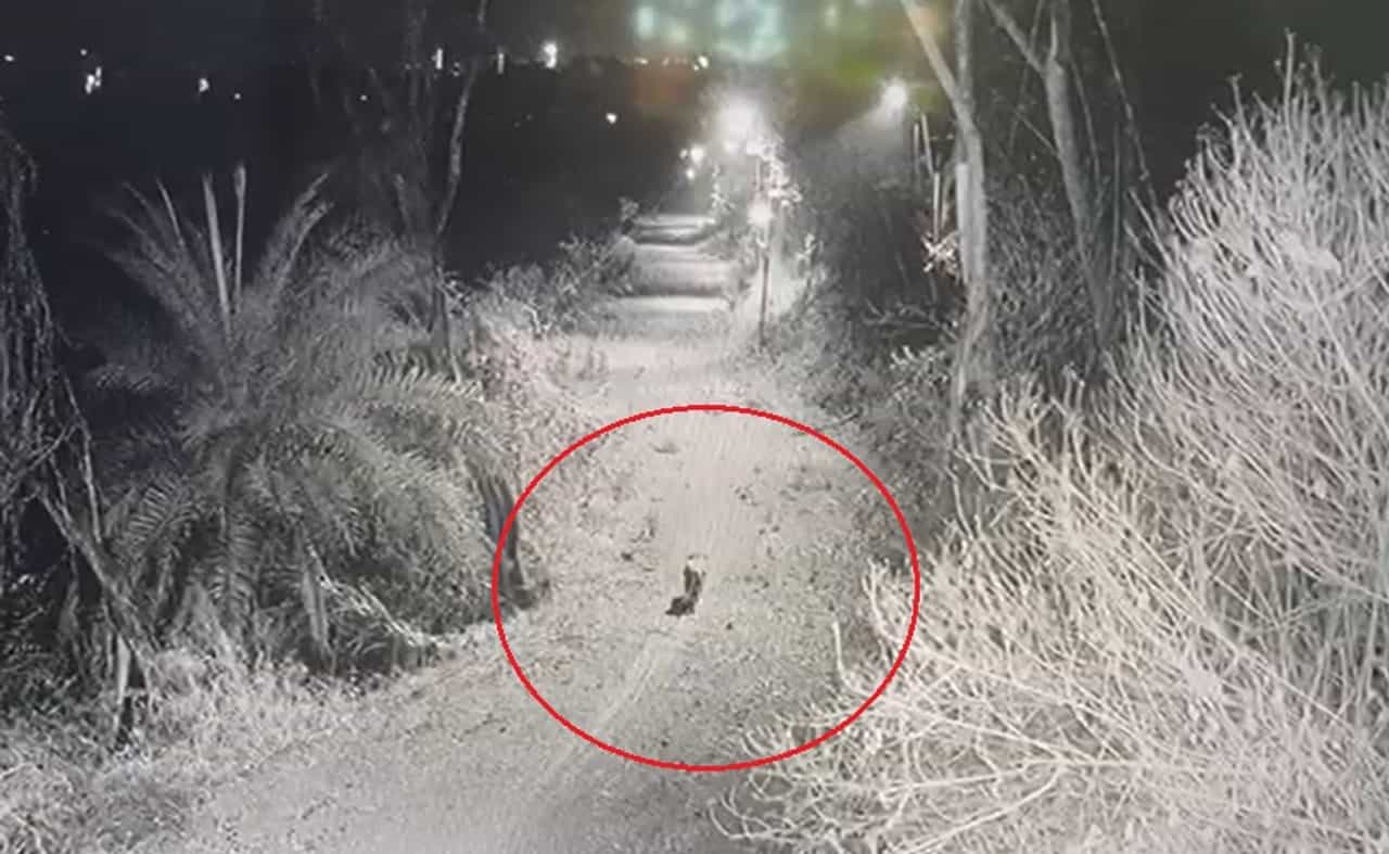 मजबूत लोखंडी पिंजऱ्याचे गज वाकवले अन् बिबट्यानं ठोकली धूम, वनविभागाकडून शोधमोहीम सुरू