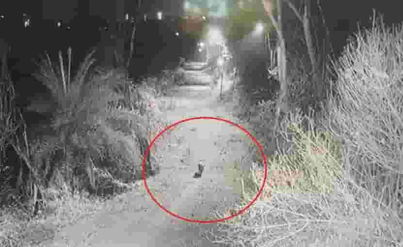 मजबूत लोखंडी पिंजऱ्याचे गज वाकवले अन् बिबट्यानं ठोकली धूम, वनविभागाकडून शोधमोहीम सुरू