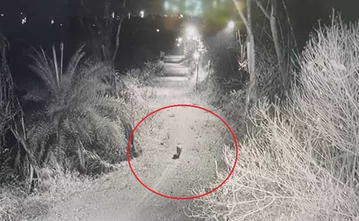 मजबूत लोखंडी पिंजऱ्याचे गज वाकवले अन् बिबट्यानं ठोकली धूम, वनविभागाकडून शोधमोहीम सुरू मजबूत लोखंडी पिंजऱ्याचे गज वाकवले अन् बिबट्यानं ठोकली धूम, वनविभागाकडून शोधमोहीम सुरू