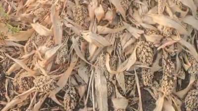 राज्यात उष्णतेच्या लाटेसह अवकाळी पावसाचा देखील अंदाज