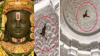 Ram Mandir | रामलल्लाच्या गर्भगृहात पोहचले गरुडराज, परिक्रमा करतानाचा Video व्हायरल