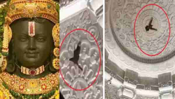 Ram Mandir | रामलल्लाच्या गर्भगृहात पोहचले गरुडराज, परिक्रमा करतानाचा Video व्हायरल