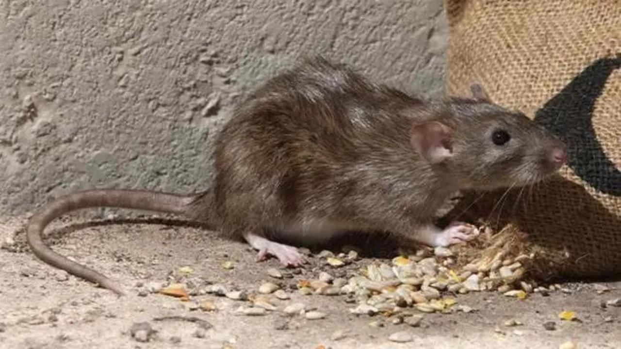 सावधान, उंदरांमुळे किडनी आणि लिव्हर फेल, दोन जणांचा मृत्यू, एक अत्यवस्थ