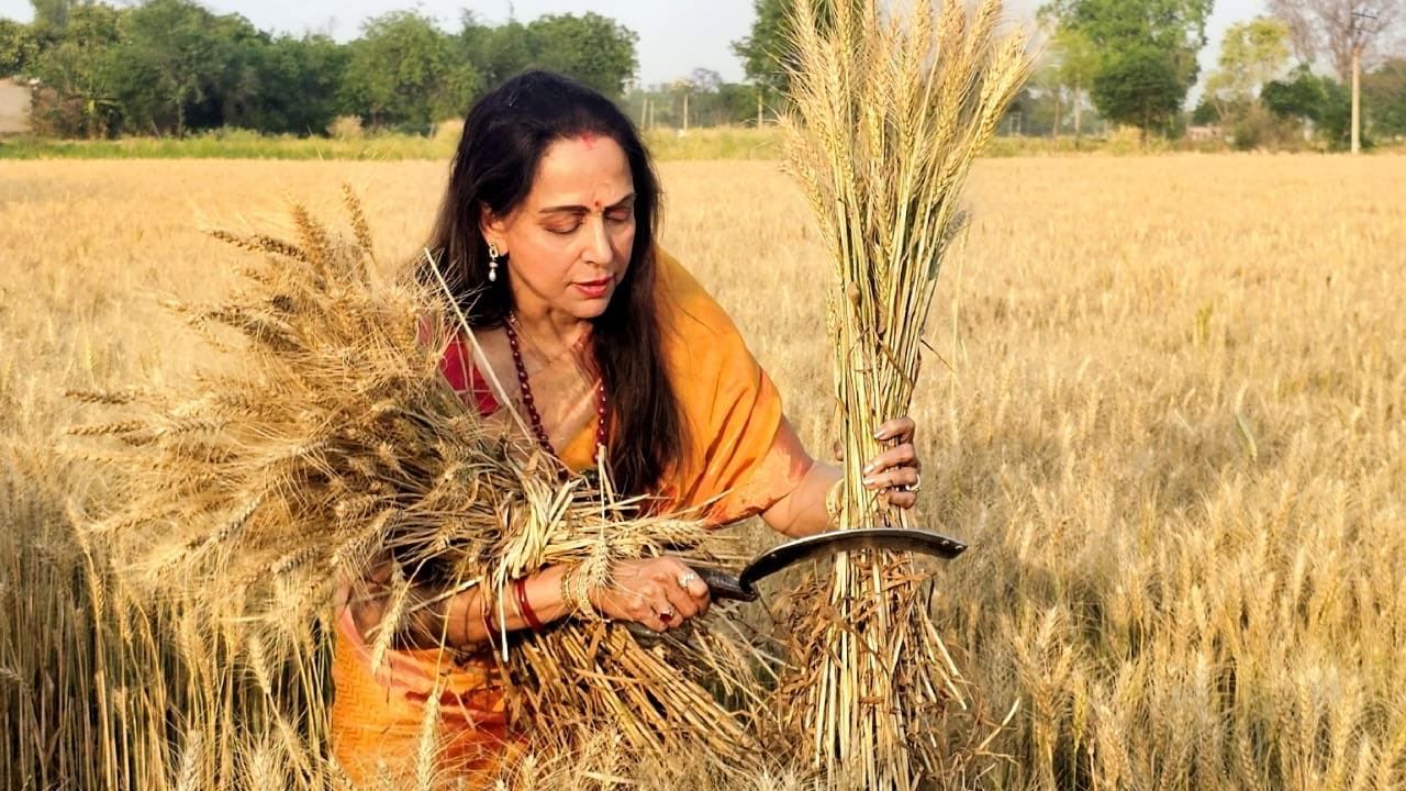 बॉलिवूड इंडस्ट्रीतील दिग्गज अभिनेत्री आणि मथुरेच्या खासदार हेमा मालिनी यांनी सोशल मीडियावर काही फोटो पोस्ट केले आहेत. या फोटोंमध्ये त्या शेतात पीक कापणी करताना दिसत आहेत. कांजीवरम साडी नेसून गव्हाची पीक कापणी करतानाचे त्यांचे फोटो पाहून काही नेटकरी चांगलेच भडकले आहेत. लोकसभा निवडणुकीच्या पार्श्वभूमीवर हा केवळ पब्लिसिटी स्टंट आहे, अशी टीका नेटकरी करत आहेत. 
