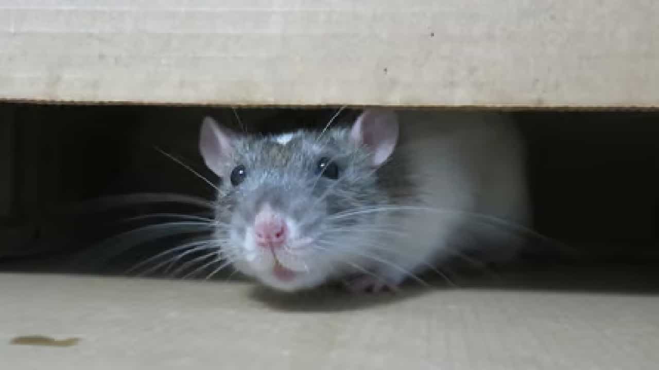 उंदीर चावला अन् रूग्ण दगावला... ससूनमध्ये एकच गदारोळ, नातेवाईकांचा आरोप काय?