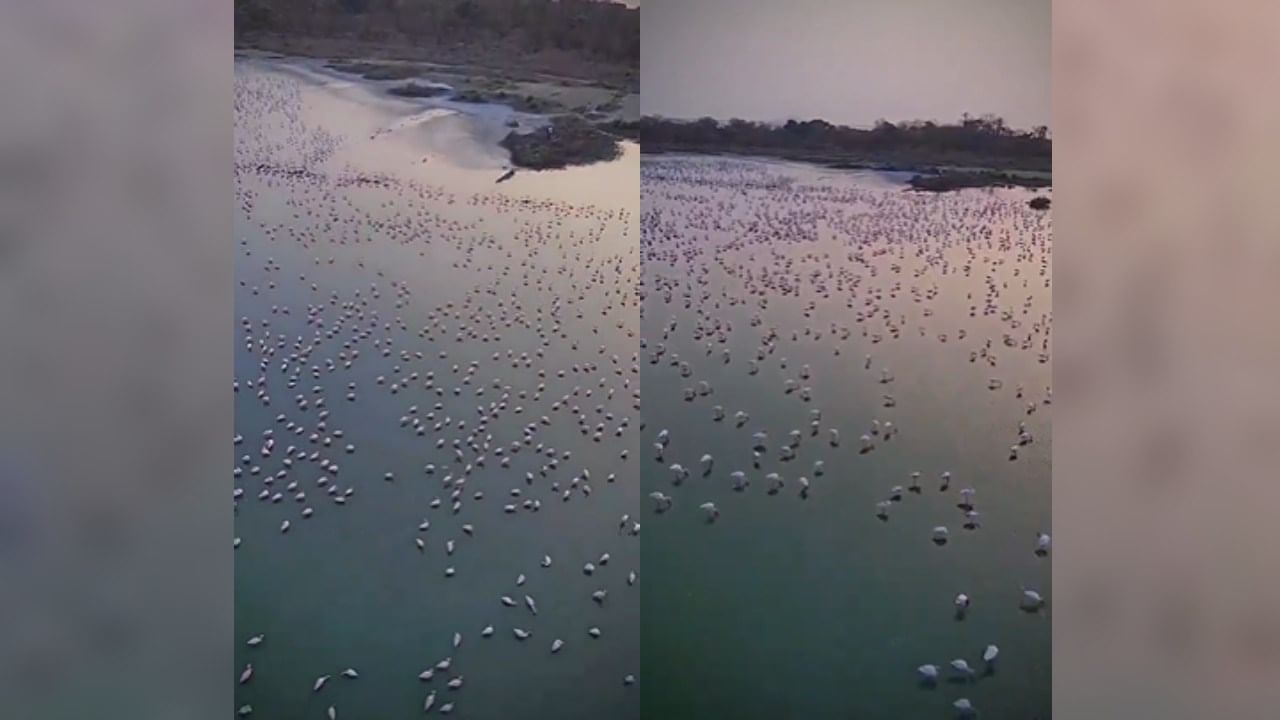 दरवर्षी स्थलांतरित पक्षी भारतात येत असतात. या वेळीही स्थलांतरित पक्ष्यांचा मोठा थवा नवीन मुंबई परिसरात दाखल झाला आहे