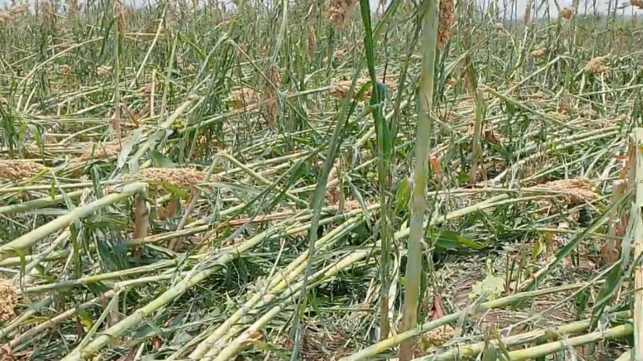वाशिमच्या मंगरूळपीर तालुक्यातील गोगरी येथील अल्पभूधारक शेतकरी हिम्मत खंडेराव शिंदे यांच्या 3 एकर ज्वारी पिकांचं वादळी वाऱ्यासह अवकाळी पाऊस व गारपिटीमुळं प्रचंड नुकसान झालं आहे. आचारसंहितेचा नियम बाजूला ठेवून जिल्हा प्रशासनानं तात्काळ पंचनामे करावे, अशी मागणी शेतकऱ्यांनी केली आहे. 