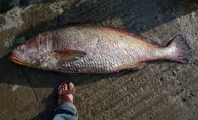 ghol or black spotted croaker ( gold fish ),