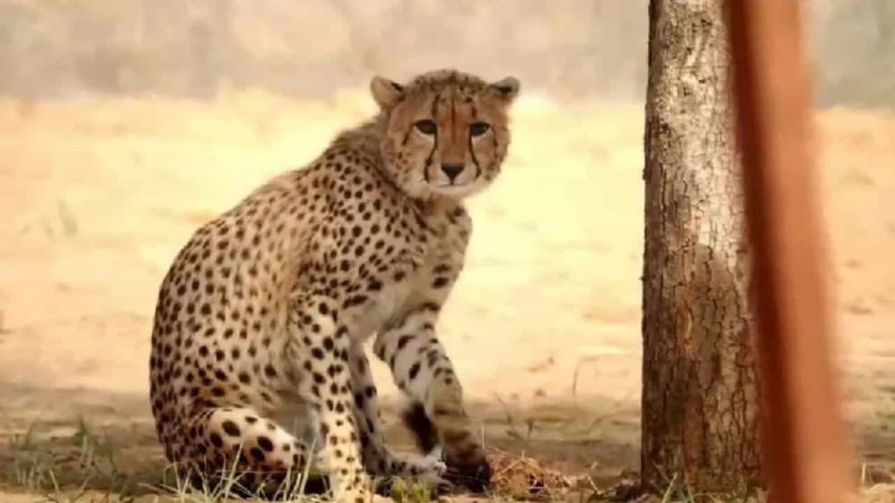 मध्य प्रदेशातील कुनो नॅशनल पार्कमध्ये अखेरकार पर्यटकांना पहिल्यांदाच चित्त्याचं दर्शन झालं आहे. उत्साहित पर्यटकांनी हा क्षण लगेचच त्यांच्या मोबाईल कॅमेऱ्यात कैद करून घेतला. हे फोटो आता बरेच व्हायरल झाले आहेत.