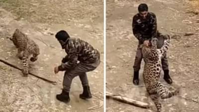 Video : गावात घुसला बिबट्या, वन विभागाच्या कर्मचाऱ्यांनी केवळ काठी वापरत केले जेरबंद, थरारक व्हिडिओ आला समोर