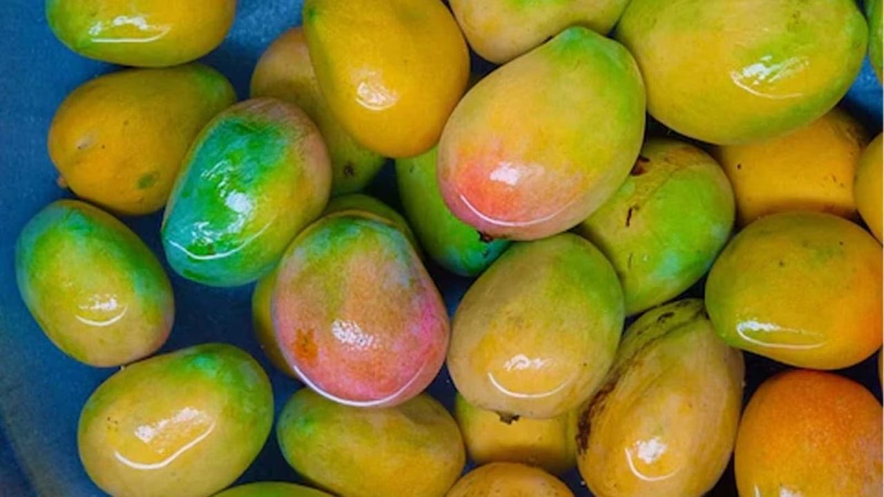आंबा खाण्यापूर्वी पाण्यात ठेवणं का महत्त्वाचं? आहेत जबरदस्त फायदे
