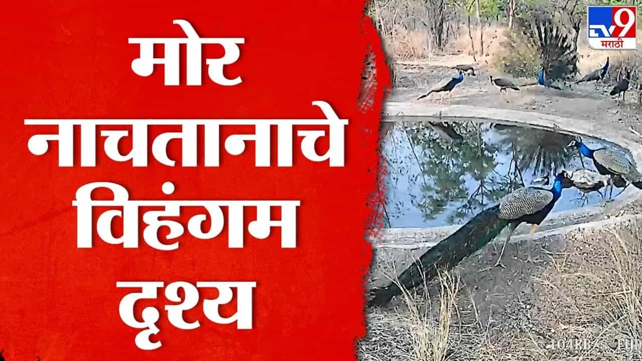 मोरा सारखे थुई थुई नाचणारे मित्र पाहिले पण... मोर नाचताना तुम्ही पाहिलं का?