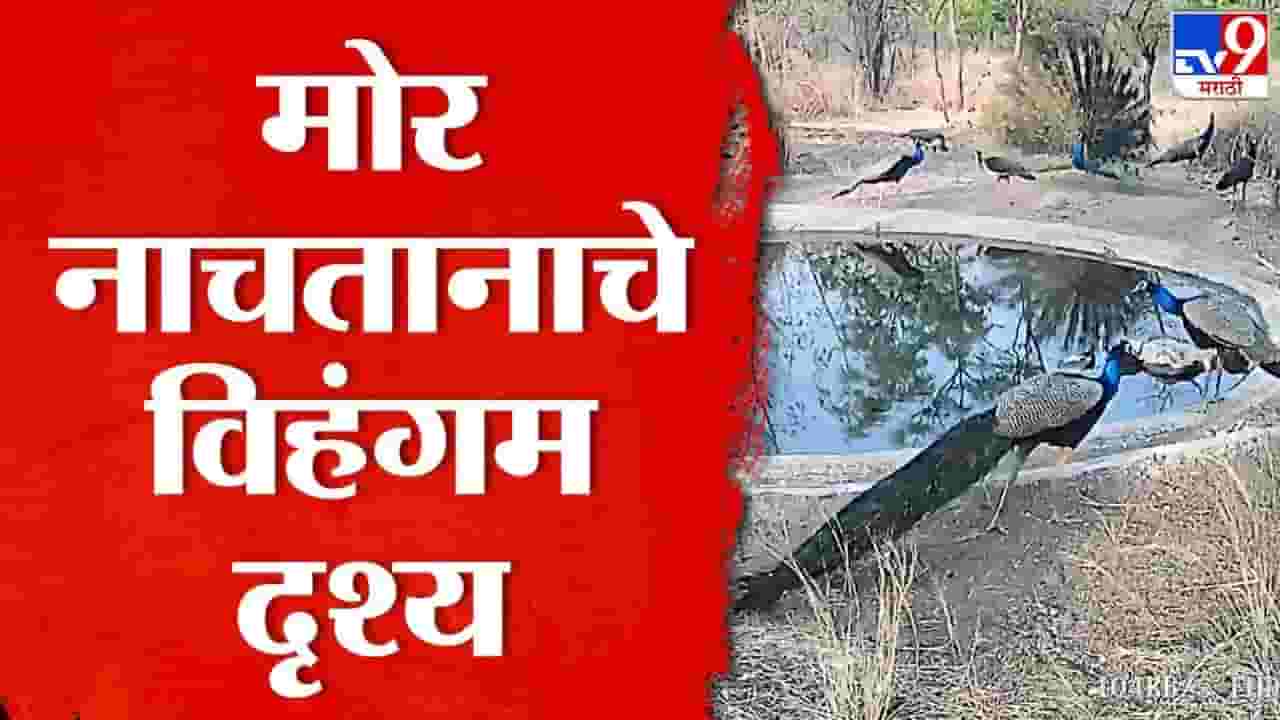 मोरा सारखे थुई थुई नाचणारे मित्र पाहिले पण... मोर नाचताना तुम्ही पाहिलं का?
