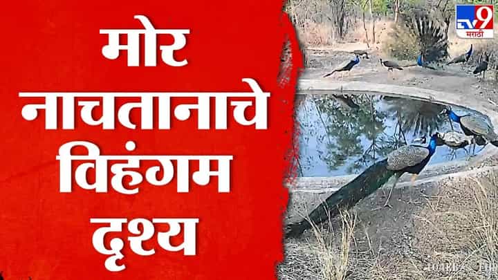 मोरा सारखे थुई थुई नाचणारे मित्र पाहिले पण... मोर नाचताना तुम्ही पाहिलं का? मोरा सारखे थुई थुई नाचणारे मित्र पाहिले पण... मोर नाचताना तुम्ही पाहिलं का?