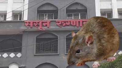 उंदराने चावा घेतला, व्यक्तीचा मृत्यू, आता समिती करणार चौकशी