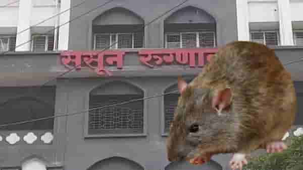 उंदराने चावा घेतला, व्यक्तीचा मृत्यू, आता समिती करणार चौकशी