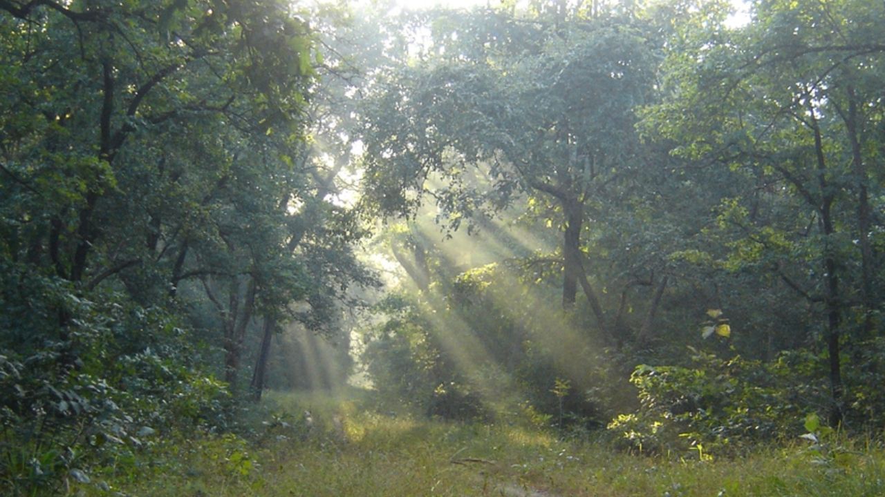 मे २०२३ मध्ये तडोबातून वनमंत्री सुधीर मुनगंटीवार यांच्या उपस्थितीत नागझिरा अभयारण्यात दोन वाघिणी सोडण्यात आल्या होत्या. त्यातील एप्रिल २०२४ मध्ये एक वाघीण भंडारामधील नागझिरा अभयारण्यात सोडली गेली. 