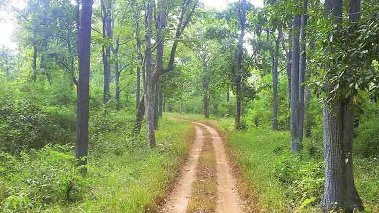 नागझिरी अभयारण्यात २० वाघांची क्षमता असूनही त्याठिकाणी वाघांची संख्या कमी आहे. त्यामुळे वाघिणीचे स्थलांतर केले जात आहे. परंतु ती वाघीण बेपत्ता झाली आहे. 