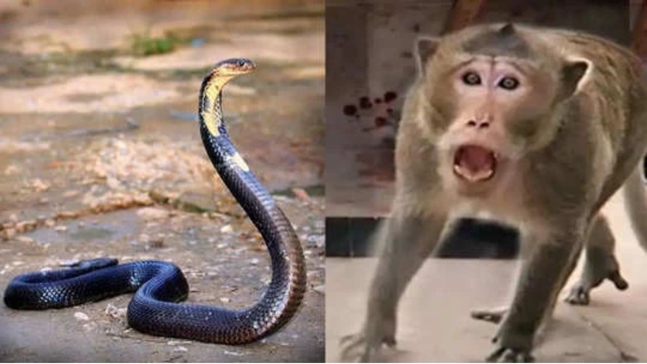 माकड अन् किंग कोबरमध्ये  'कबड्डी', थरारक व्हिडिओ व्हायरल