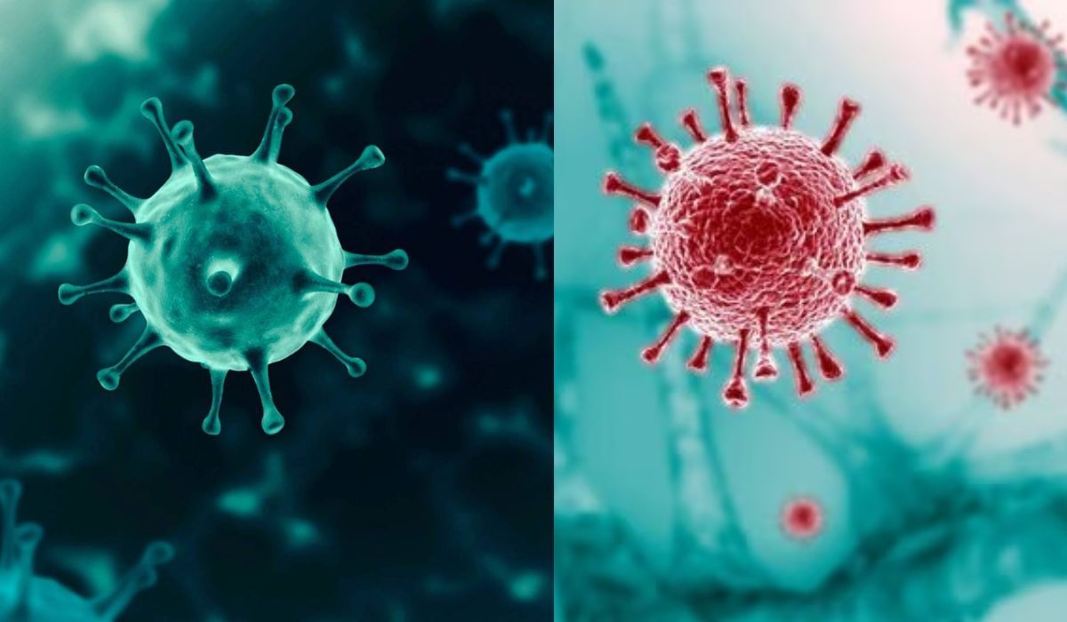 जगासाठी पुन्हा महामारीची धोक्याची घंटा, कोरोनानंतर आता H5N1 व्हायरसचा धोका